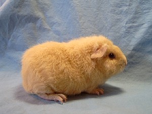 alt_cloe.jpg (20226 Byte)